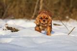 CAVALIER KING CHARLES 444